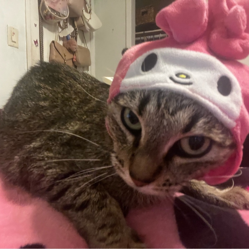Sanrio Pink Cat Hat with Character Design